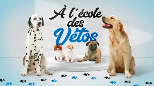 « À l'école des vétos ».
